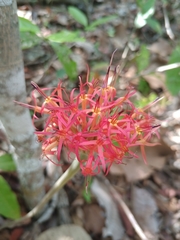 Chresta curumbensis