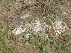 Chaetophractus villosus