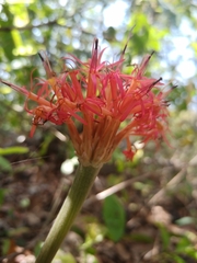 Chresta curumbensis