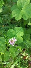 Pelargonium vitifolium