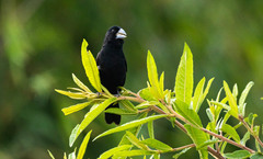 Sporophila crassirostris