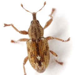 Notiodes aeratus