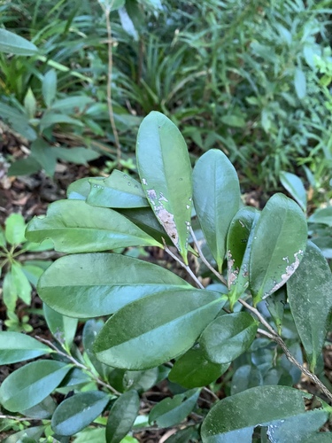 Diospyros ferrea