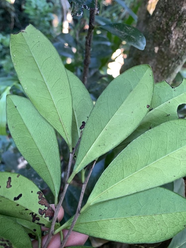 Diospyros ferrea