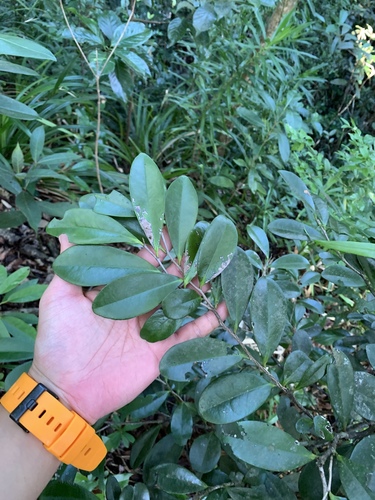 Diospyros ferrea