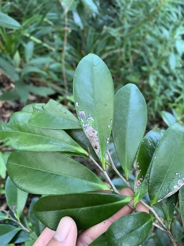 Diospyros ferrea