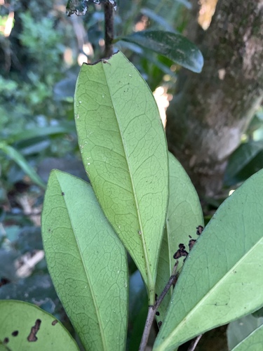 Diospyros ferrea