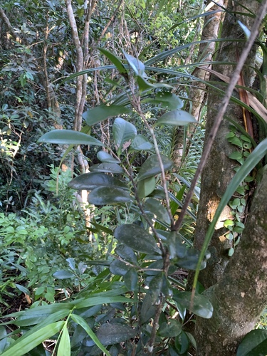 Diospyros ferrea