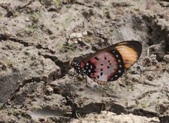 Acraea acara acara