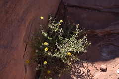 Heterotheca polothrix