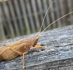 Pyrgocorypha uncinata