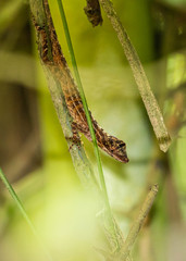 Anolis antonii