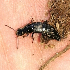 Quedius lateralis