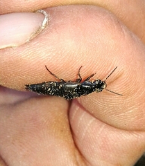 Quedius lateralis