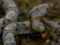 Bothrops moojeni