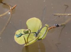 Pseudagrion coeleste