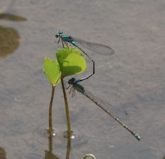Pseudagrion coeleste