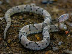 Bothrops moojeni