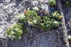 Dasispermum suffruticosum