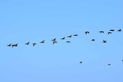 Phalacrocorax capensis