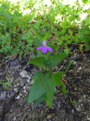 Justicia austrocapensis