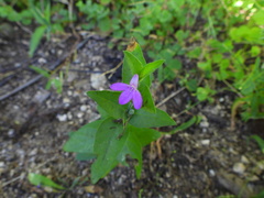 Justicia austrocapensis