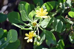 Wollastonia biflora