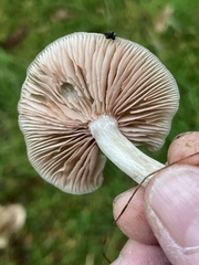 Entoloma griseum