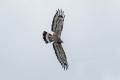 Pernis ptilorhynchus orientalis