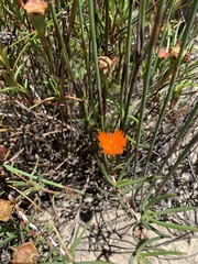 Lampranthus aureus