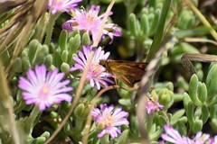 Metisella