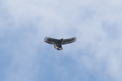 Spilornis cheela ricketti