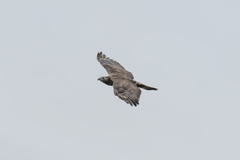 Pernis ptilorhynchus orientalis