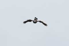 Pernis ptilorhynchus orientalis