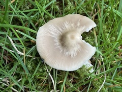 Entoloma griseum