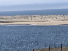 Pelecanus erythrorhynchos