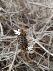 Tetramerium