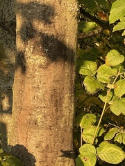 Cryptostroma corticale