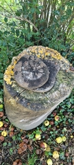 Fungi