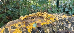 Fungi