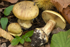 Cortinarius xanthochlorus
