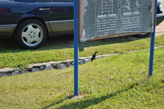 Acridotheres javanicus