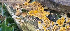 Fungi