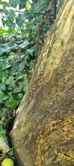 Fungi