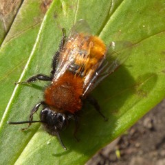 Andrena fulva