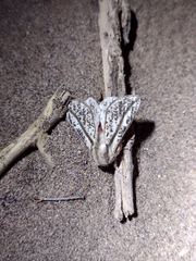 Giacomellia bilineata