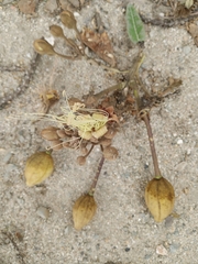 Colicodendron scabridum