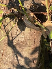 Cryptostroma corticale