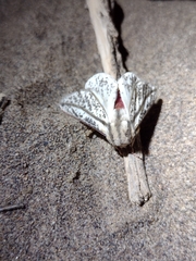 Giacomellia bilineata
