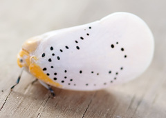 Poekilloptera phalaenoides